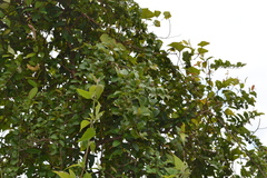 Ziziphus glaberrima